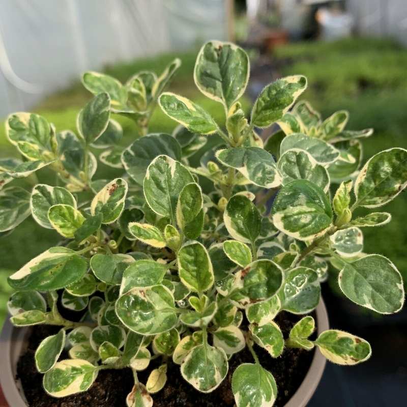 The small variegated leaves of country cream thyme