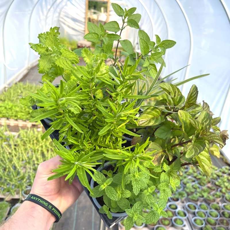 A selection of summer herbs in the polytunnel