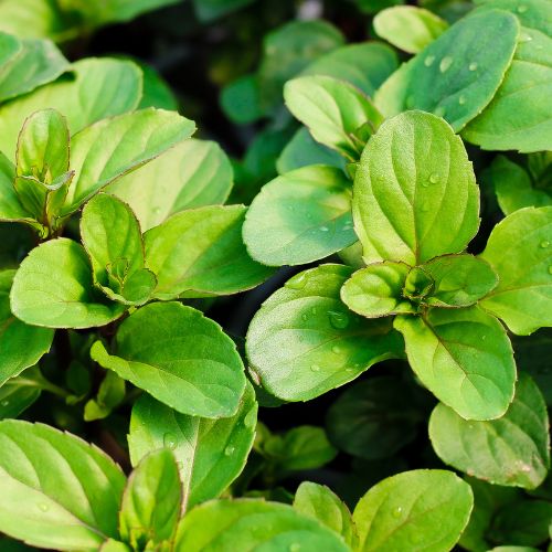 A close up of a type of mint with vibrant green leaves
