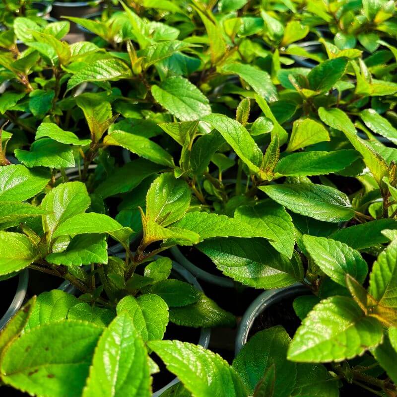 buy pineapple sage plant Pineapple Sage Plants