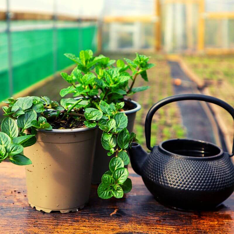 A black kettle with a selection of herbal tea plants