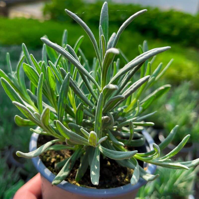 munstead lavender plant Munstead Lavender Plants
