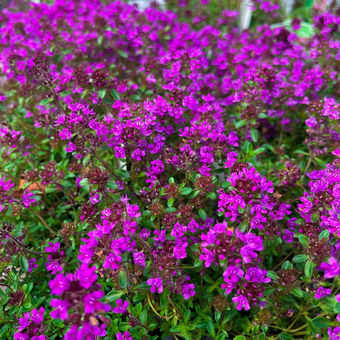 A pot of Red Creeping Thyme in bloom