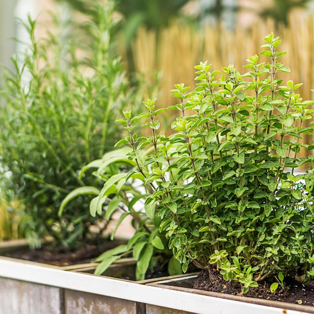 How to Grow Herbs for Beginners: A Simple Guide to Growing Fresh Herbs at Home