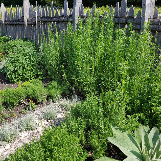 Herbs That Smell Amazing in Your Garden: Add Fragrance and Flavour to Your Outdoor Space