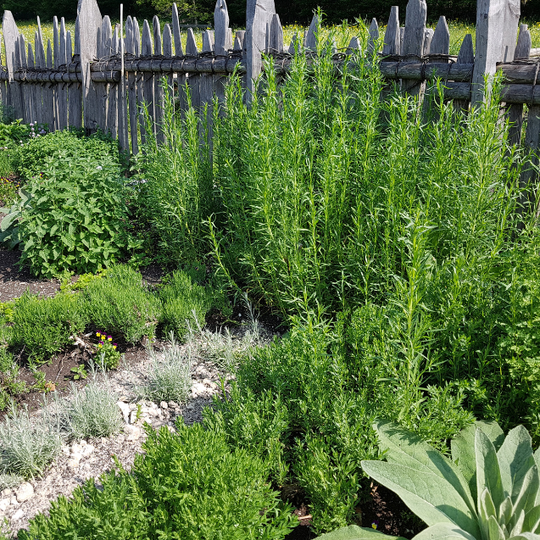 Herbs That Smell Amazing in Your Garden: Add Fragrance and Flavour to Your Outdoor Space