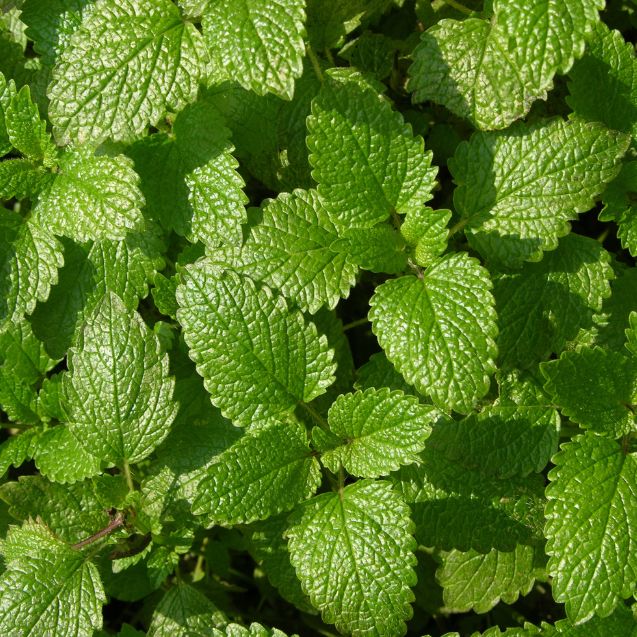 15 Herbs That Come Back Every Year: The Best Perennial Herbs for Your Garden