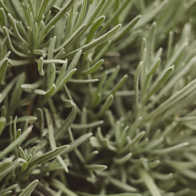 How to Grow Herbs Indoors All Year Round: Create Your Own Kitchen Herb Garden