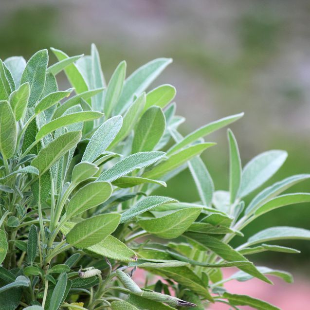 How to Grow Basil Successfully: The Complete Guide to Healthy Basil Plants