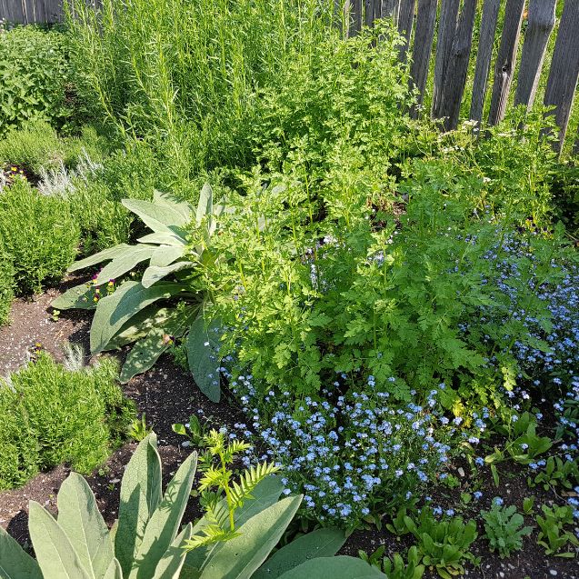 The Best Herbs to Grow in Pots: Create a Thriving Container Herb Garden