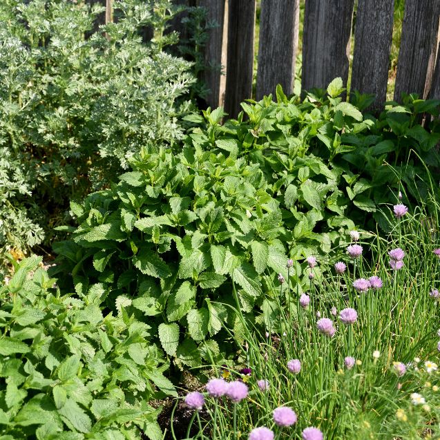 Which Herbs Grow Best Together? A Guide to Companion Planting Herbs