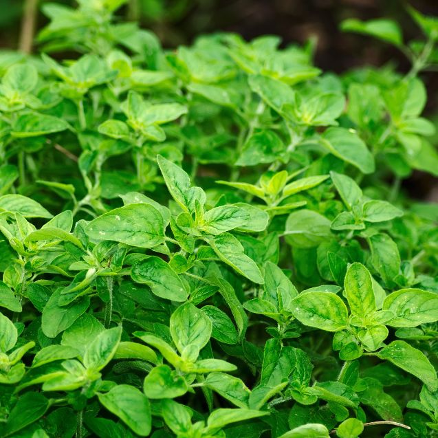 7 Herbs You Can Eat Straight From the Garden