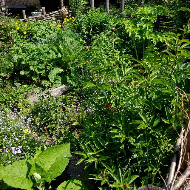 The Complete Guide to Growing Mint (Without It Taking Over)
