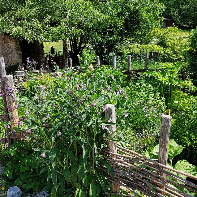 The Best Herbs for Pollinators and Bees: Create a Wildlife-Friendly Garden