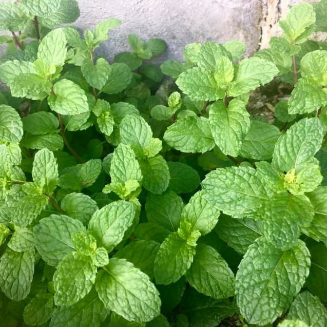 Herbs You Can Harvest All Year Round: The Best Herbs for Every Season