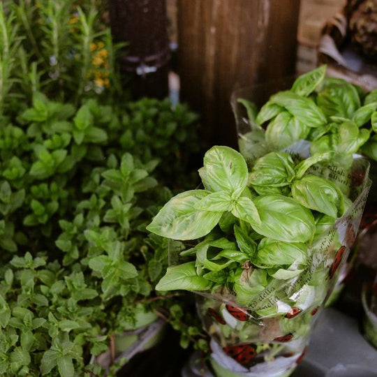 7 Unusual Herb Plants You Need to Try: Discover Unique Flavours for Your Garden