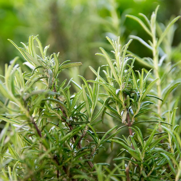 The Best Herbs to Grow in the UK Climate: Hardy Herbs for Every Garden