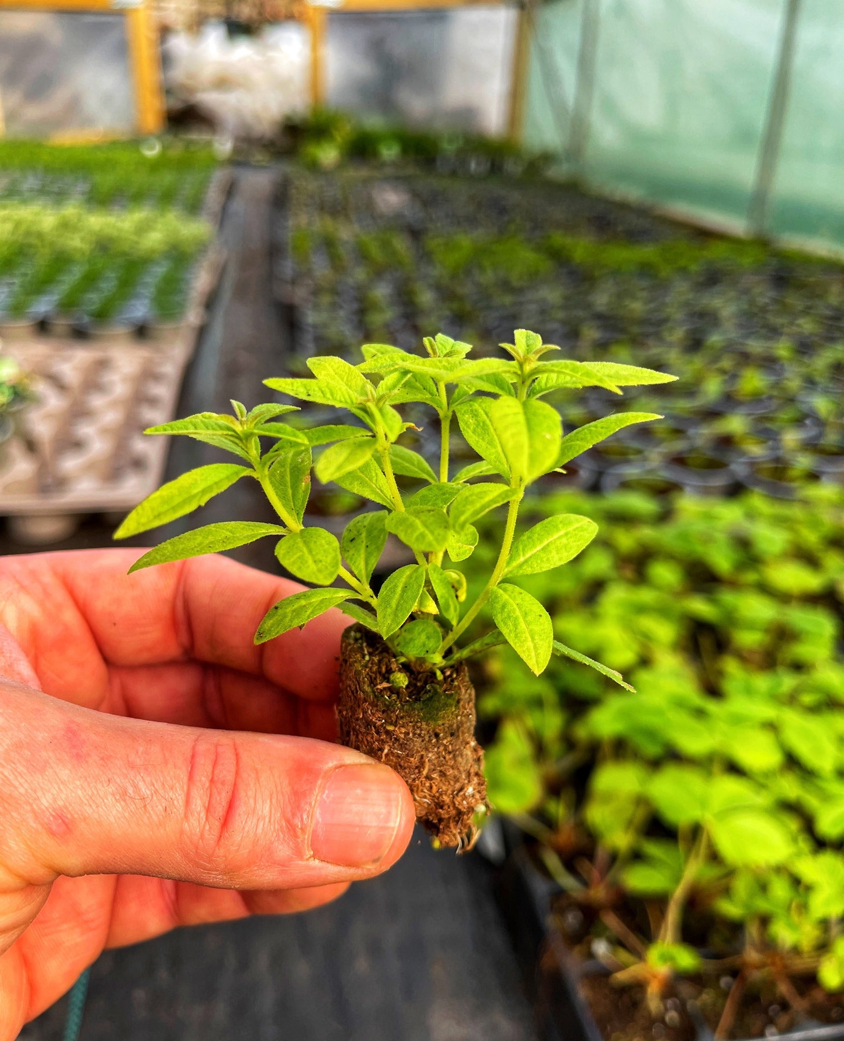 How to grow Lemon Verbena Lemon Beebrush Urban Herbs Urban Herbs Shop