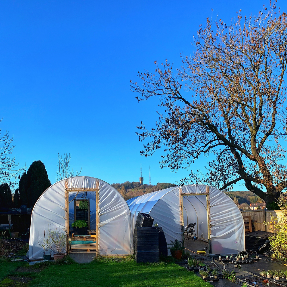 Two polytunnels located in a garden