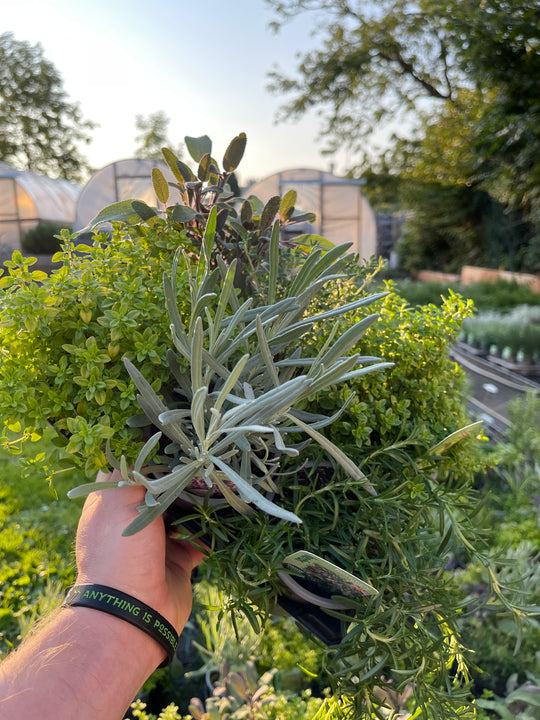 A selection of traditional herbs in pots