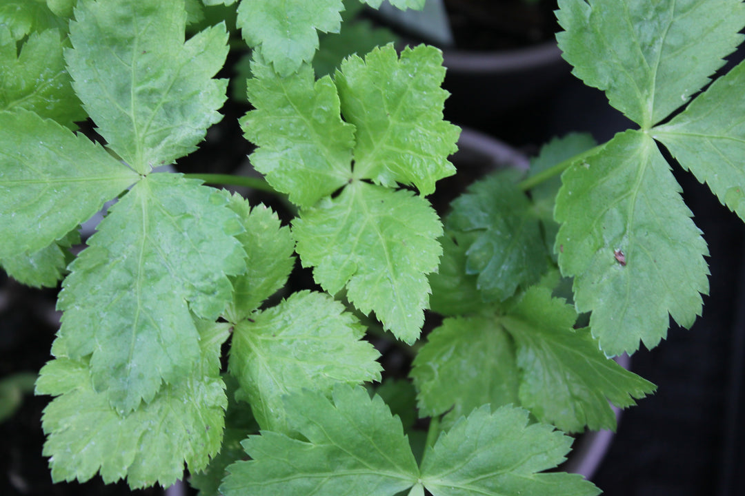 A close up of the leaves of the herb Japanese Parsley