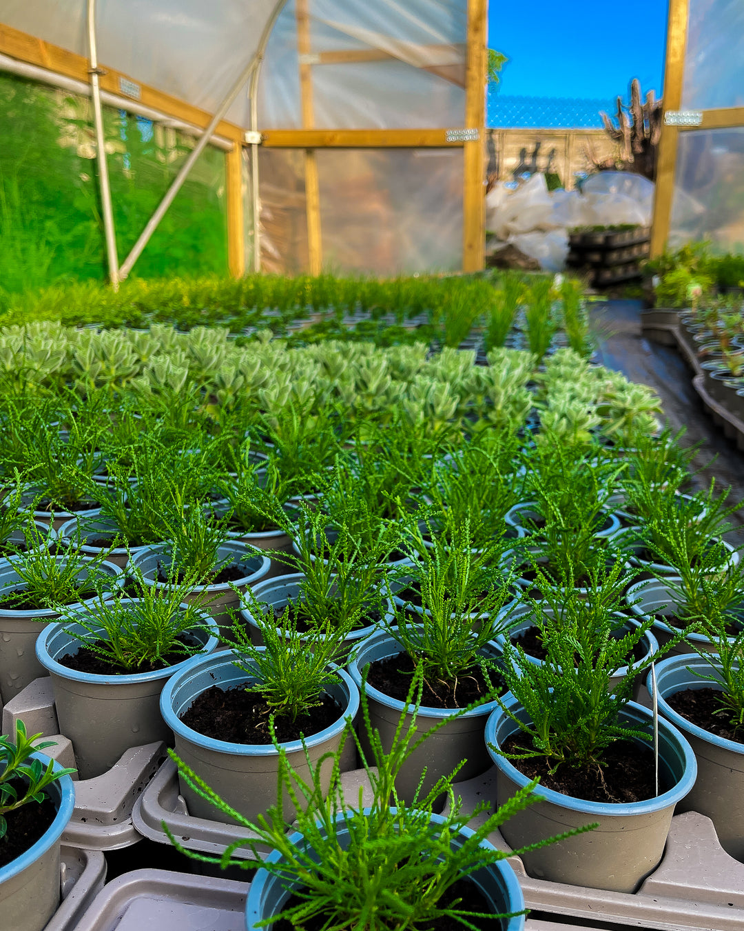 A large quantity of olive herb plants in pots