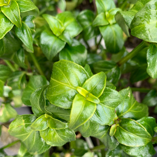 A close up of the unusual leaves of a mushroom plant herb