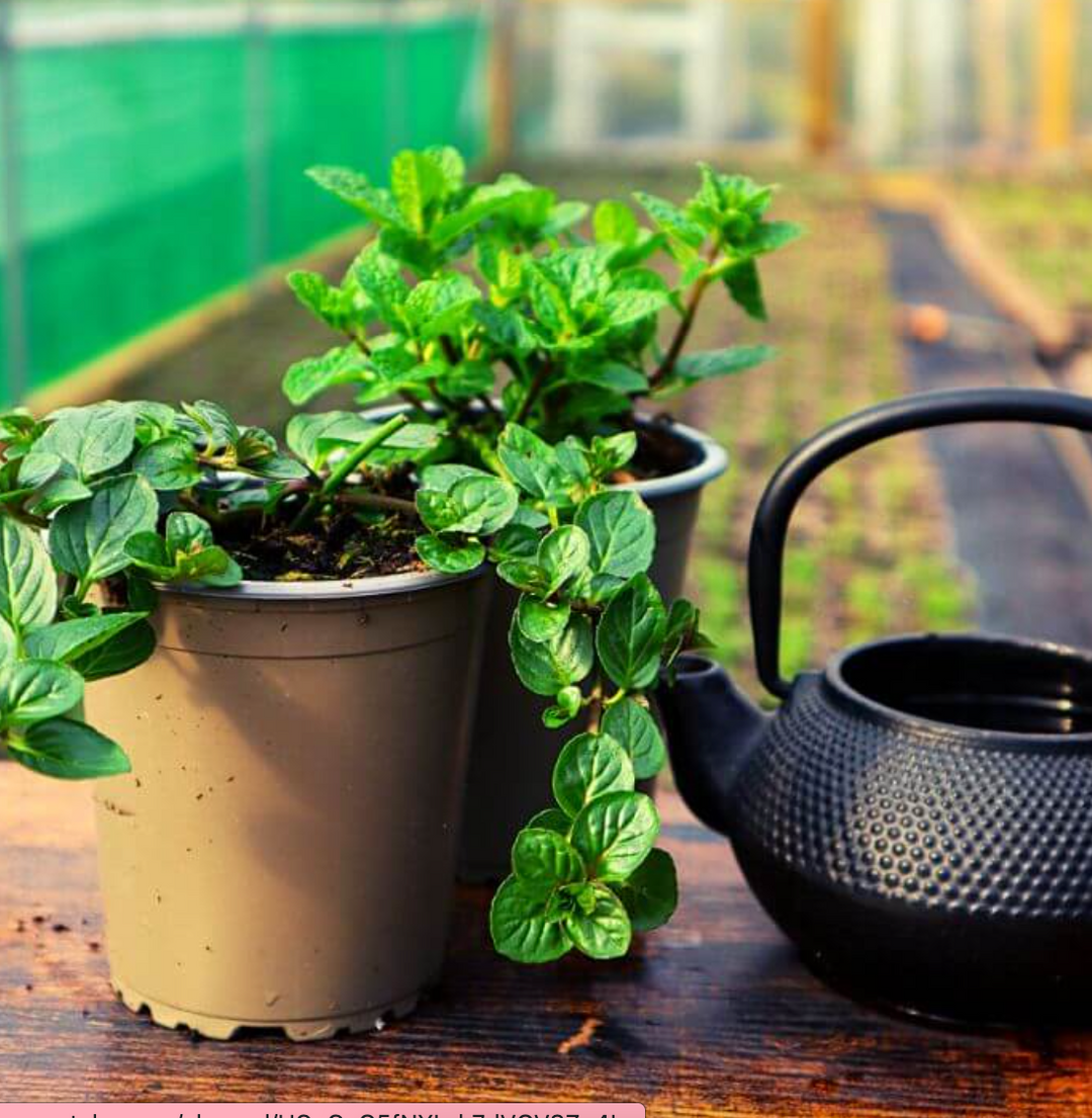 How to grow mint