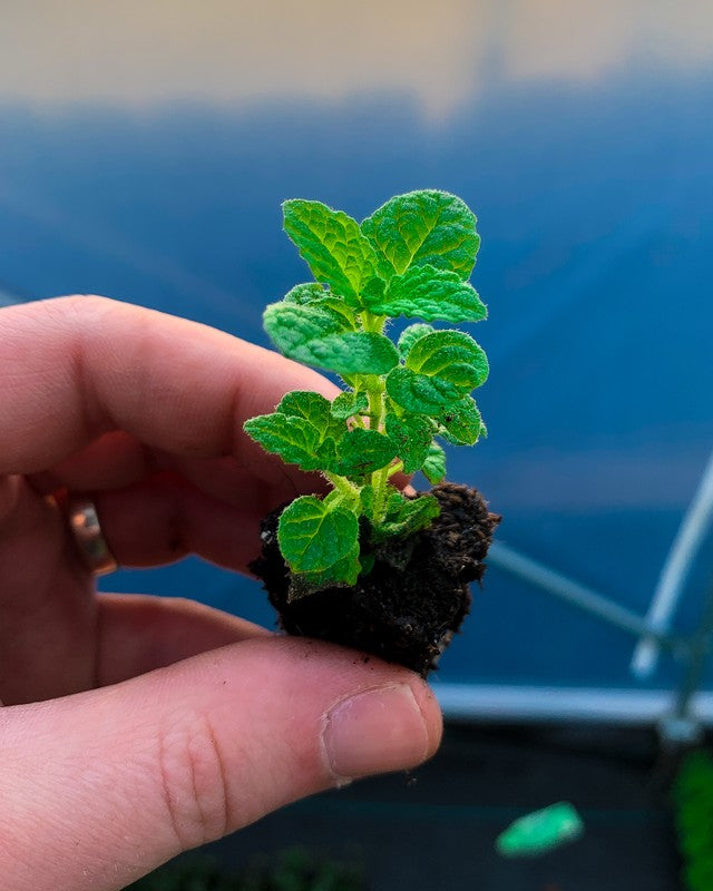 A small plug plant of Strawberry mint