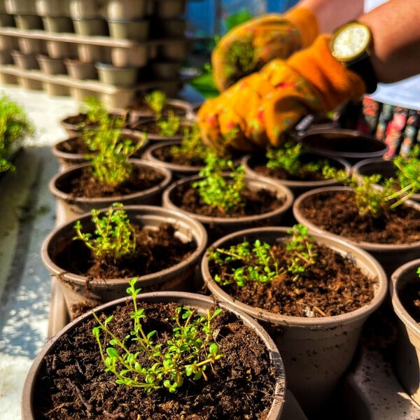 A selection of thyme plants being potted on