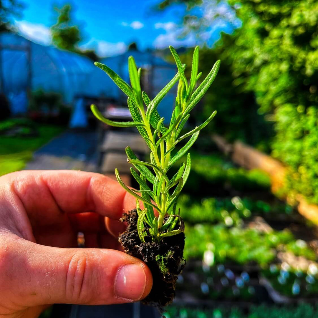 A small rosemary plug plant in the garden