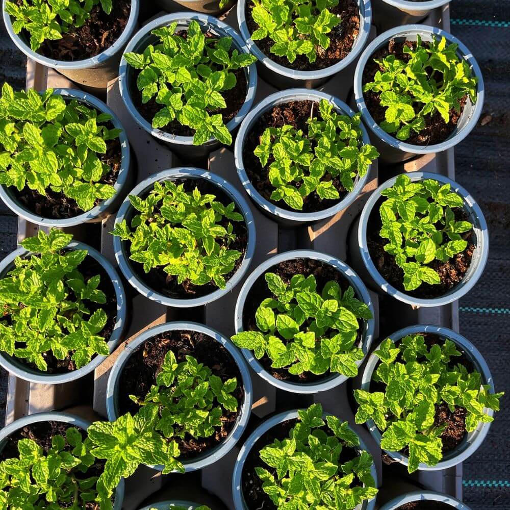A selection of potted mint herbs