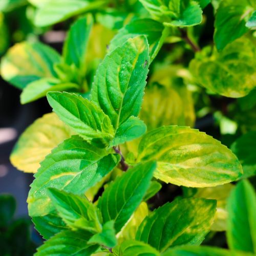 A close up of the vibrant colours on a ginger mint herb plant