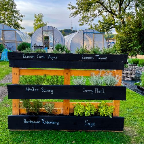 Herbs planted into an upcycled herb