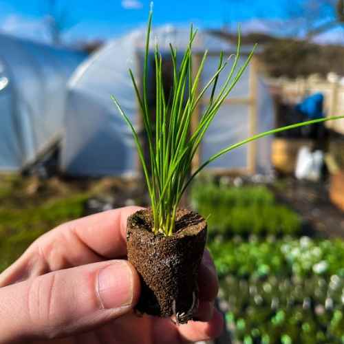 A plug plant of garlic chives waiting to be potted on