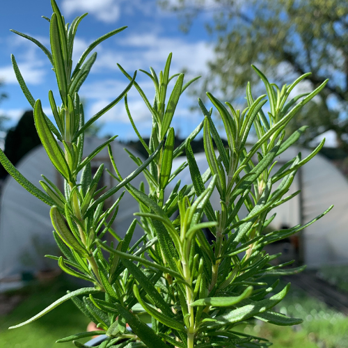 A view over a BBQ rosemary plant