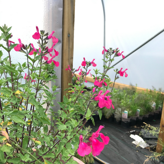 February 2021: A love letter to Blackcurrant Sage