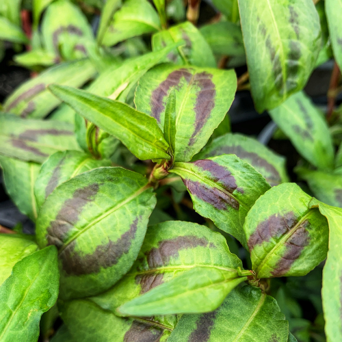 A close up of Vietnamese Coriander leaves