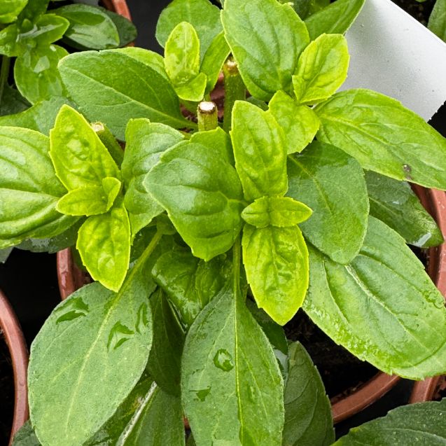 Basil 'Tauris'