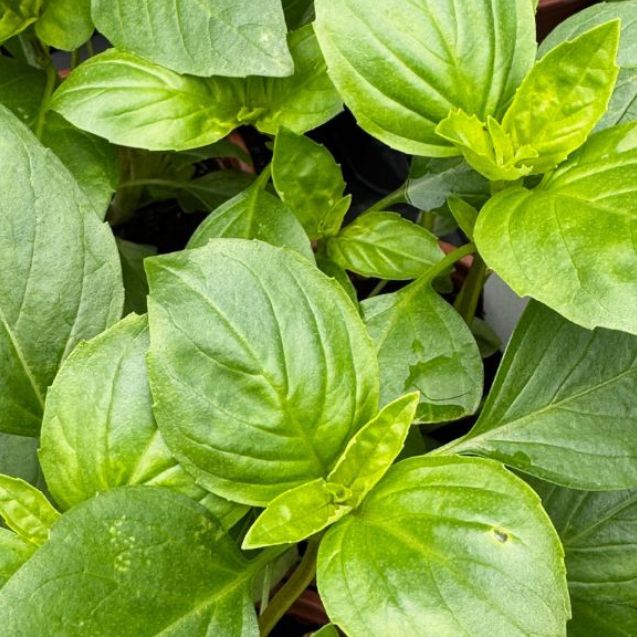 Basil 'Magic White'