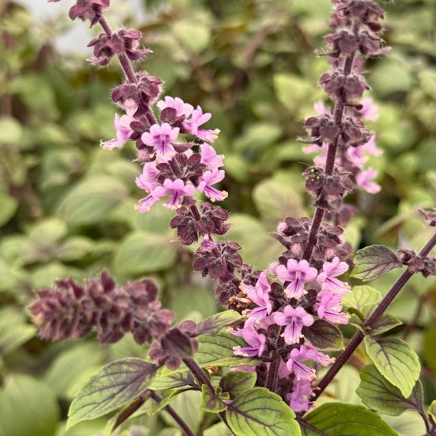 African Blue Basil