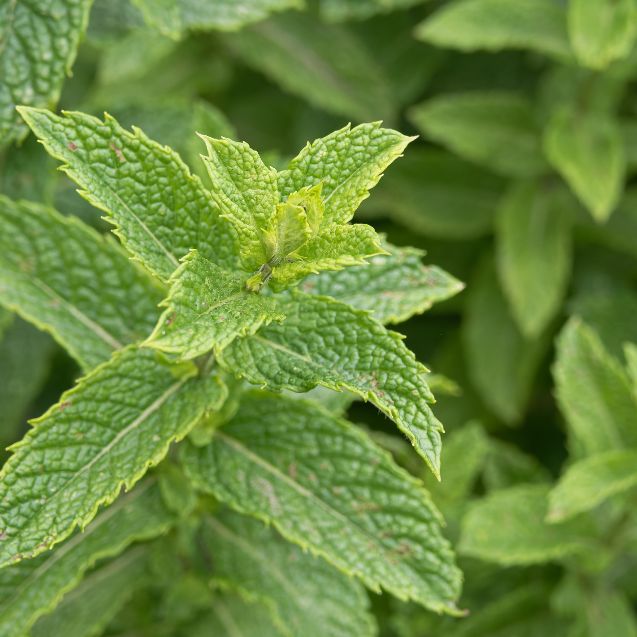 The Autumn Chill Out Herb Collection