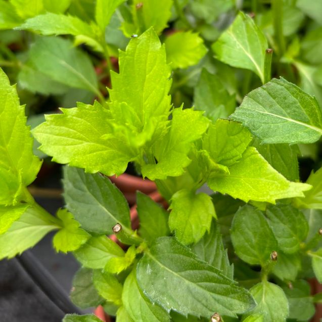 Eau de Cologne mint