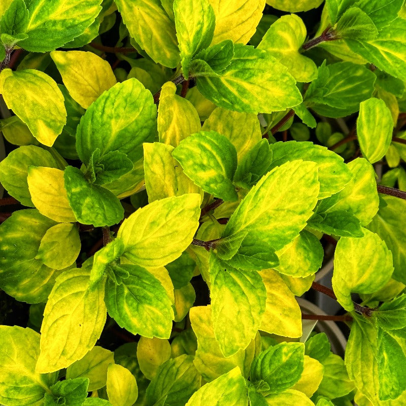 A pot of vibrant Ginger Mint in the polytunnel