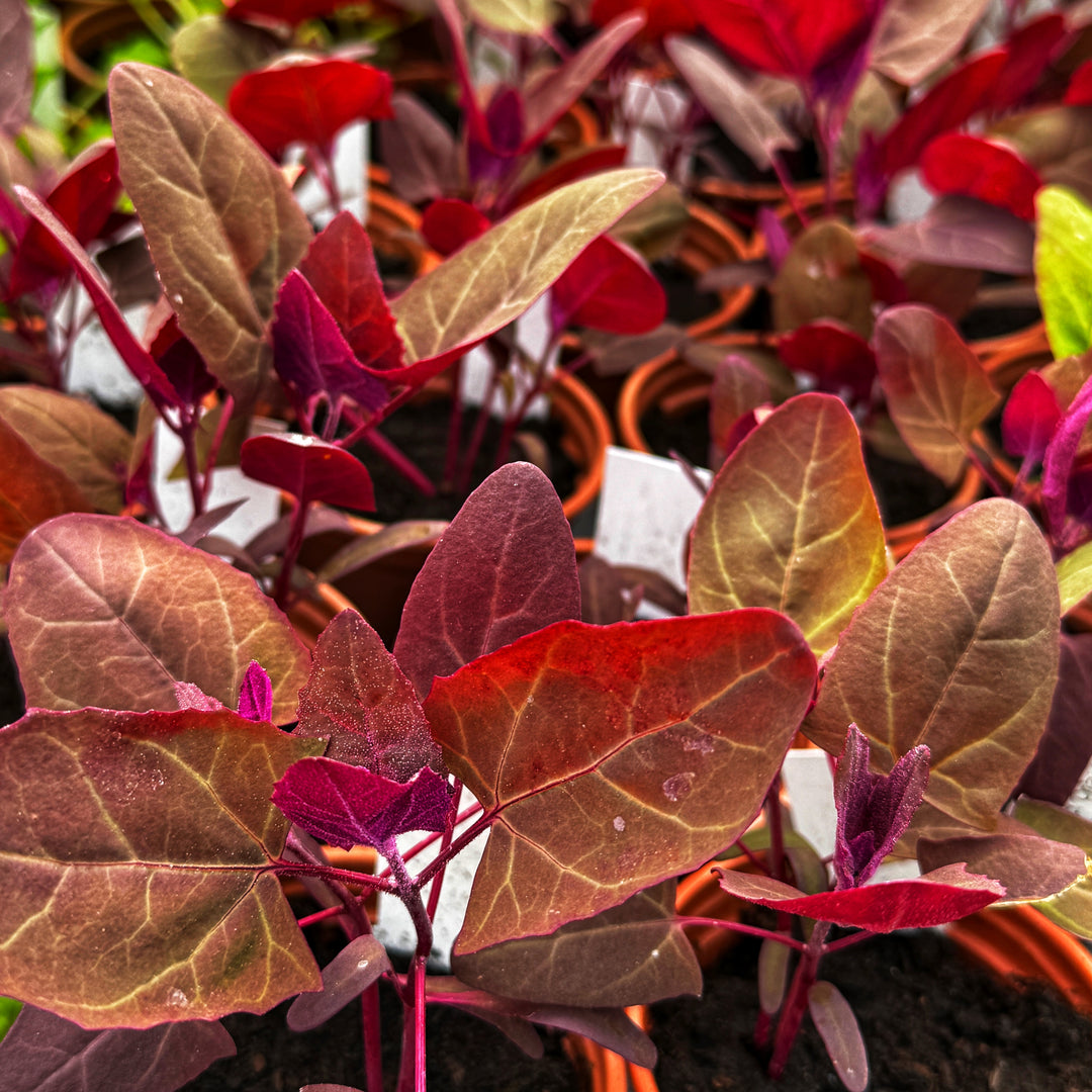 Red Orach