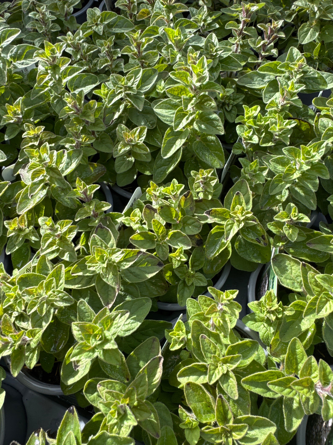 Oregano Plants