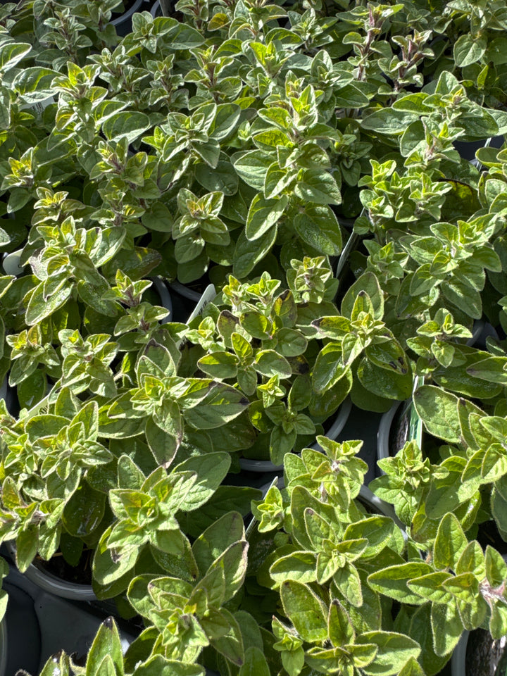 Oregano Plants