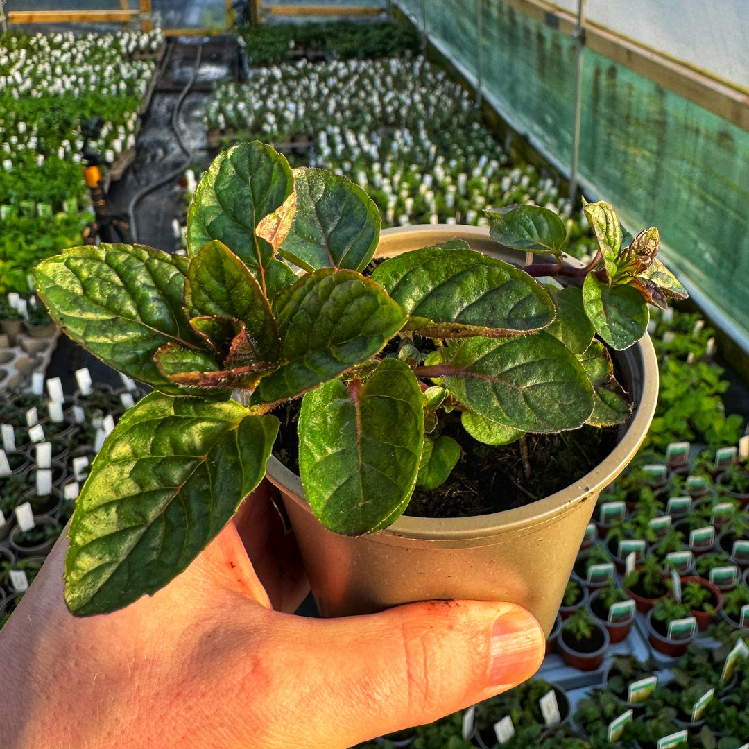 Blackcurrant Mint Plants