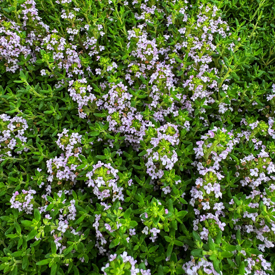 Herb Plant Collections – Urban Herbs Shop
