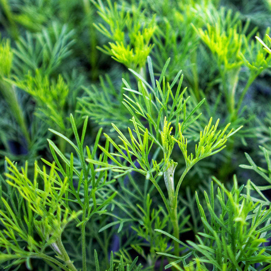 Cola Plant | Urban Herbs UK – Urban Herbs Shop